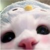 cat_lover226r