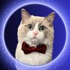 charlietheragdollkitten