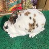 Masrex Rabbit Farm🐰