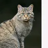 pusayeb