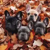 die fantastischen 4 Bullys