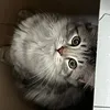 redshadowcat5