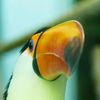 toucan_soup