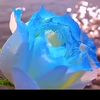 mohammad_alqudah83