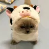 frxssttyy