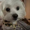 alessandrateo1