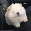 bibble_cut3