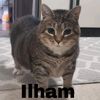 ilhamakmal