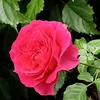 user92430475