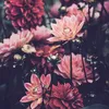 nidaadeel111