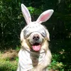 dexter_retrieverboy