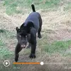 fievreaxe