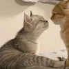 naniiiiii_u
