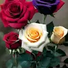 ebtisamelfoly