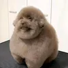dweedq