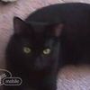 melrad_58