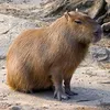 capybarasloth