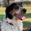 buddythemuttslife