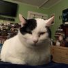 lou_burg_wellington