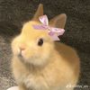 vattttt_piww