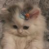 chaniechan3_