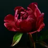 peonyz9922