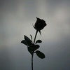 99_rose99