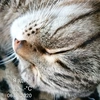 sweet_dream_cat