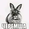 morfologicheskiy_12