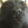 wolf_lsu