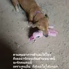siripaporntepseeta