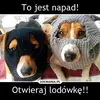marcelownikx