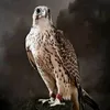 a_____mir2