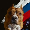 amstaff_bucher_and_ko