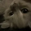 its_mimi234