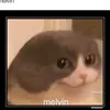 kakaowiec2115