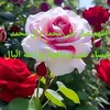user950064496049