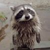 wet_short_raccoon08