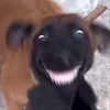 congtuongg