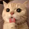 kkikmo