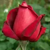 wardawarda665