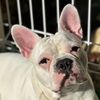 oscarbabyfrenchie