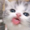 jikookm4245