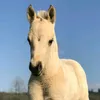 appaloosab