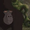 kerchak_