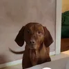 vizsla.leo