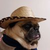 reggaypugs