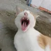 taptsuki