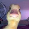 elmocodefinn0