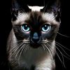 sahilfriends1